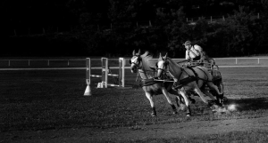 1. nagrada, Konjeniški dan, Tomaž Sedej